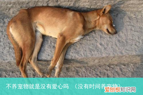 没有时间养宠物 不养宠物就是没有爱心吗