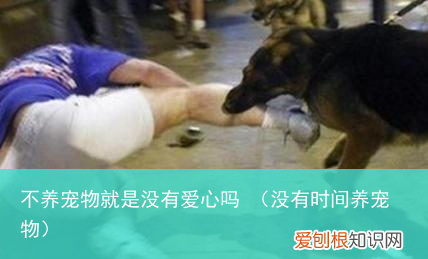 没有时间养宠物 不养宠物就是没有爱心吗