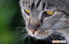 猫咪不吃化毛膏咋办 猫咪不吃化毛膏怎么办?