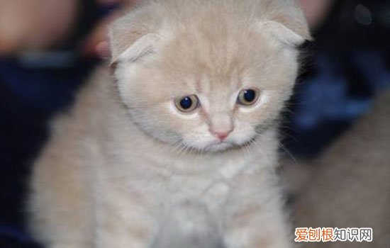 猫用泛昔洛韦计量,泛昔洛韦口服剂量,猫疱疹病毒泛昔洛韦用量,泛昔洛韦治疗猫疱疹病毒的剂量