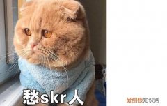 猫血常规怎么看,猫血常规白细胞偏低,猫血常规指标解读，猫血常规淋巴细胞偏低