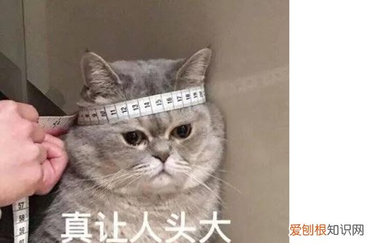 猫血常规怎么看,猫血常规白细胞偏低,猫血常规指标解读，猫血常规淋巴细胞偏低