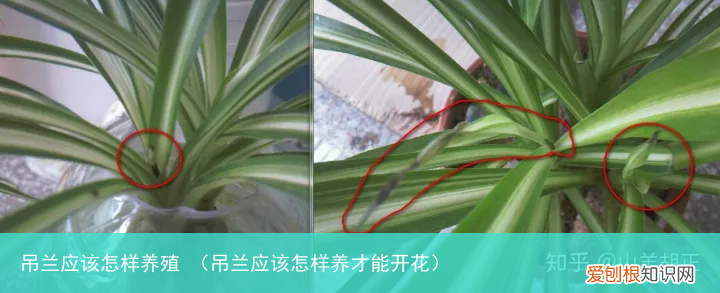吊兰应该怎样养才能开花 吊兰应该怎样养殖