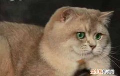 土耳其梵猫幼猫 土耳其梵猫怎么饲养