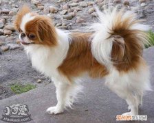 英国玩具猎鹬犬怎么学游泳，学游泳注意事项