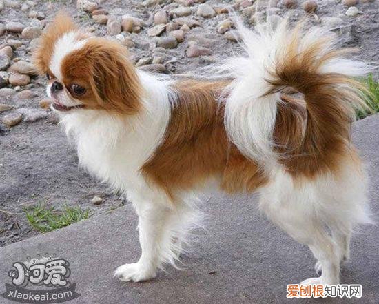 英国玩具猎鹬犬怎么学游泳,学游泳注意事项