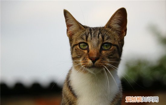 猫脂肪组织炎症状,猫脂肪组织炎,脂肪组织炎的症状,猫咪脂肪组织炎症症状