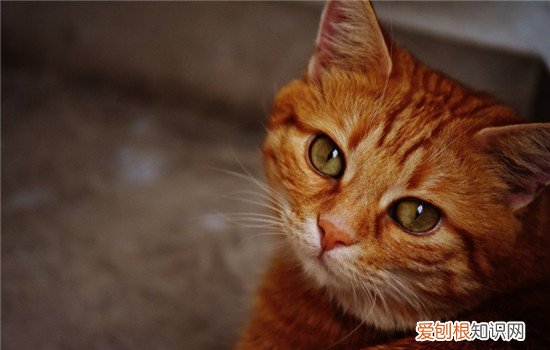 猫脂肪组织炎症状,猫脂肪组织炎,脂肪组织炎的症状,猫咪脂肪组织炎症症状