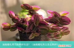 油画婚礼吊兰怎么养护 油画婚礼吊兰的养护方法?