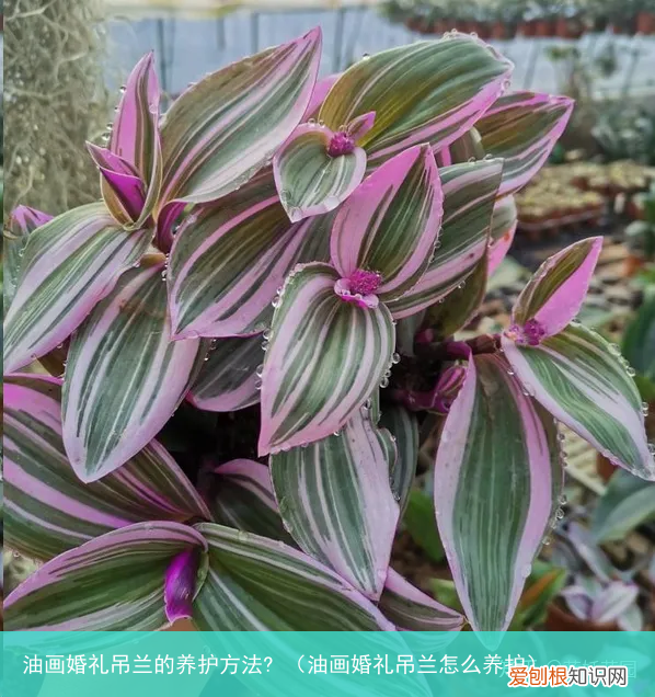 油画婚礼吊兰怎么养护 油画婚礼吊兰的养护方法?