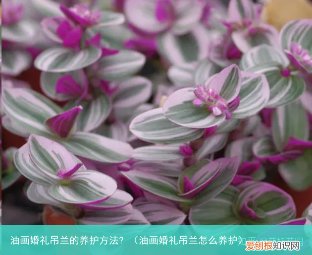 油画婚礼吊兰怎么养护 油画婚礼吊兰的养护方法?