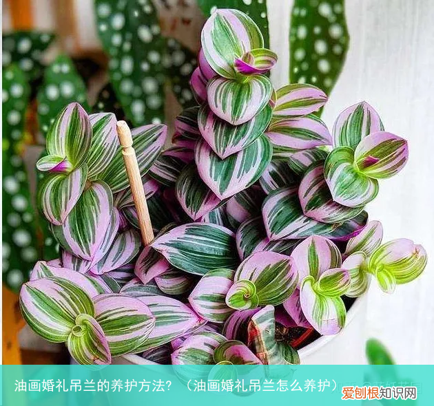 油画婚礼吊兰怎么养护 油画婚礼吊兰的养护方法?