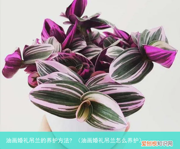 油画婚礼吊兰怎么养护 油画婚礼吊兰的养护方法?