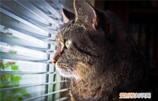 猫抑郁症的原因,猫咪抑郁症的表现,猫咪为什么会抑郁,猫咪为什么会得抑郁症