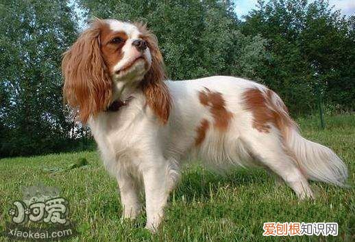 怎么训练英国玩具猎鹬犬不怕水,英国玩具猎鹬犬多少钱