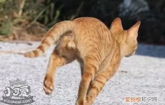 猫咪腹泻便血怎么办,猫咪呕吐腹泻便血,猫咪便血不吃东西怎么办,猫咪腹泻便血是怎么了
