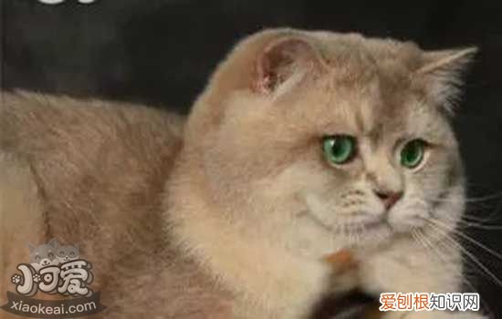 猫咪腹泻便血怎么办,猫咪呕吐腹泻便血,猫咪便血不吃东西怎么办,猫咪腹泻便血是怎么了