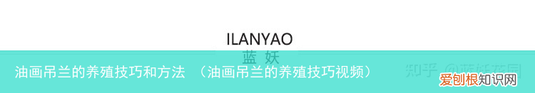 油画吊兰的养殖技巧视频 油画吊兰的养殖技巧和方法
