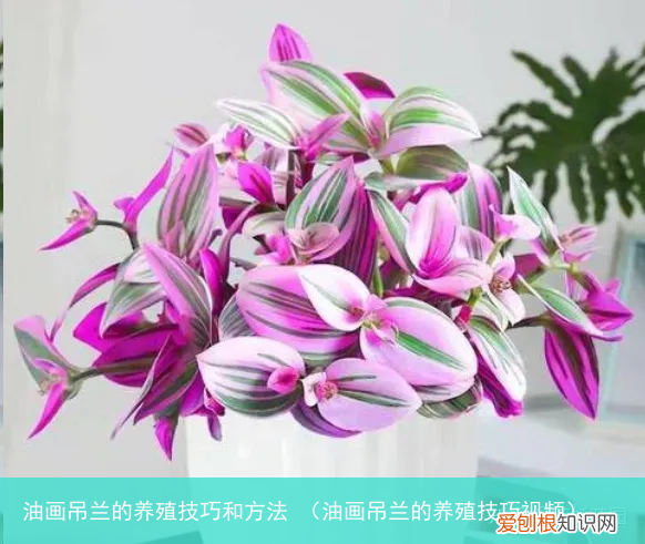 油画吊兰的养殖技巧视频 油画吊兰的养殖技巧和方法