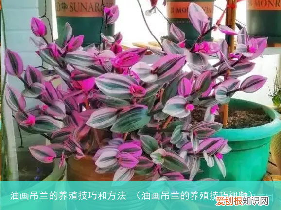油画吊兰的养殖技巧视频 油画吊兰的养殖技巧和方法