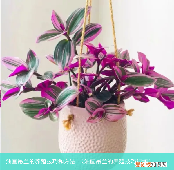 油画吊兰的养殖技巧视频 油画吊兰的养殖技巧和方法