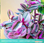 油画吊兰的养殖技巧视频 油画吊兰的养殖技巧和方法
