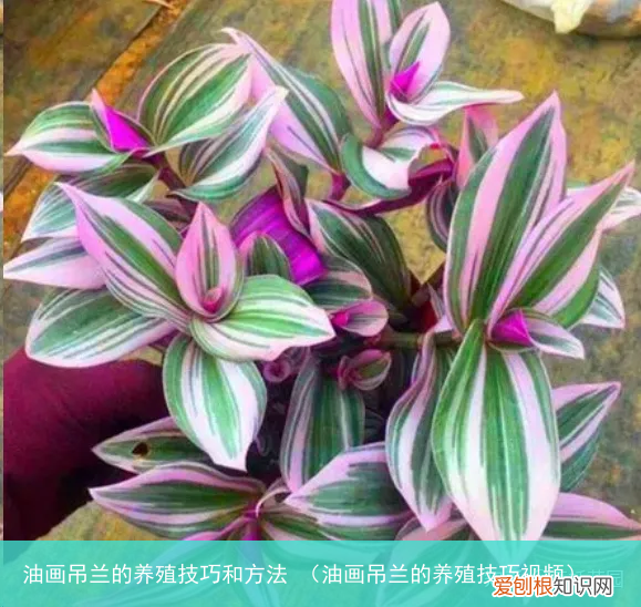 油画吊兰的养殖技巧视频 油画吊兰的养殖技巧和方法