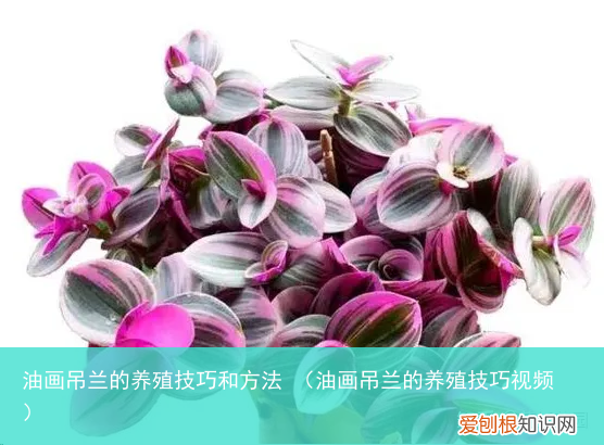 油画吊兰的养殖技巧视频 油画吊兰的养殖技巧和方法