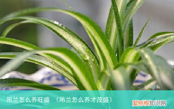 吊兰怎么养才茂盛 吊兰怎么养旺盛