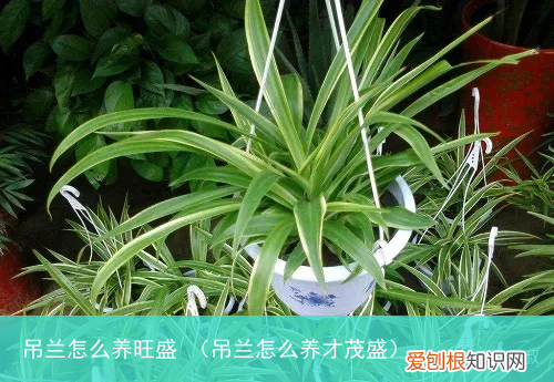 吊兰怎么养才茂盛 吊兰怎么养旺盛