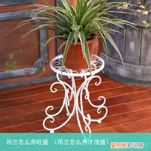 吊兰怎么养才茂盛 吊兰怎么养旺盛