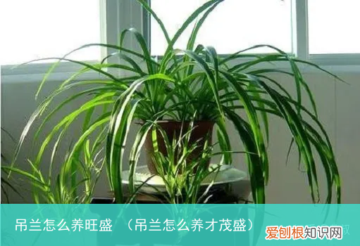吊兰怎么养才茂盛 吊兰怎么养旺盛