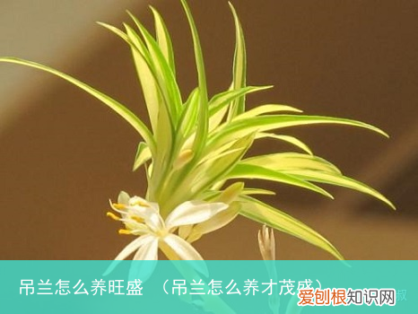 吊兰怎么养才茂盛 吊兰怎么养旺盛