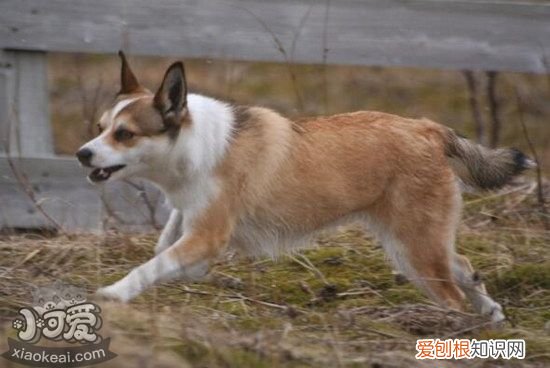挪威伦德猎犬怎么训练，挪威伦德猎犬训练心得，德国牧羊犬幼犬怎么训练