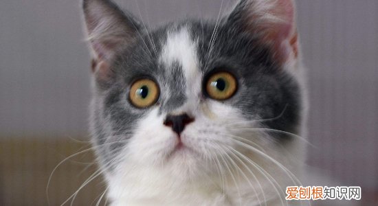 猫藓怎么治,猫藓会自愈吗,猫藓多久能好,猫藓能痊愈吗