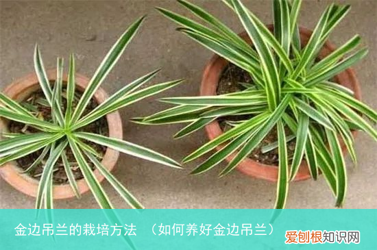 如何养好金边吊兰 金边吊兰的栽培方法