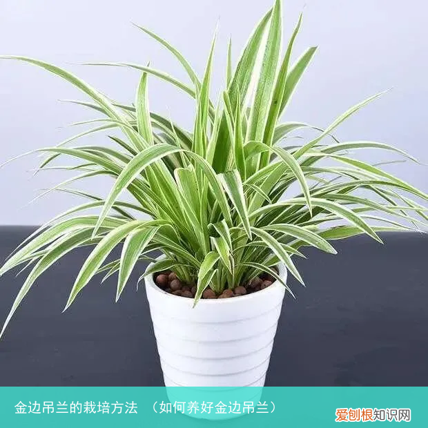 如何养好金边吊兰 金边吊兰的栽培方法