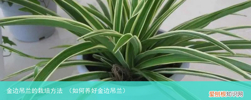 如何养好金边吊兰 金边吊兰的栽培方法