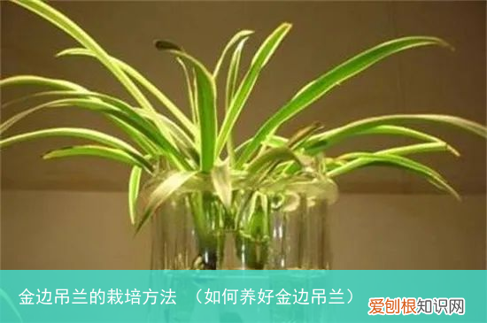 如何养好金边吊兰 金边吊兰的栽培方法