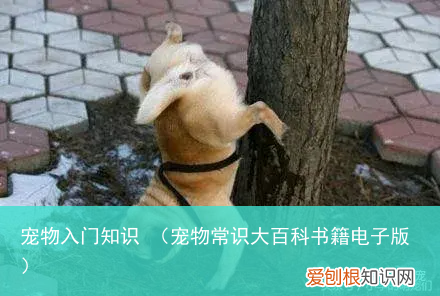 宠物常识大百科书籍电子版 宠物入门知识