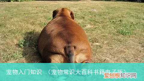 宠物常识大百科书籍电子版 宠物入门知识