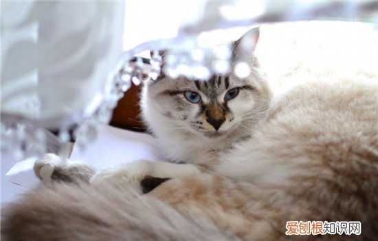猫为什么会哭流泪,小猫为什么会哭,加菲猫为什么会哭，小猫会哭是为什么?