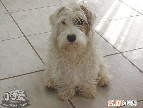 锡利哈姆梗随行怎么训练，锡利哈姆梗出门随行训练方法