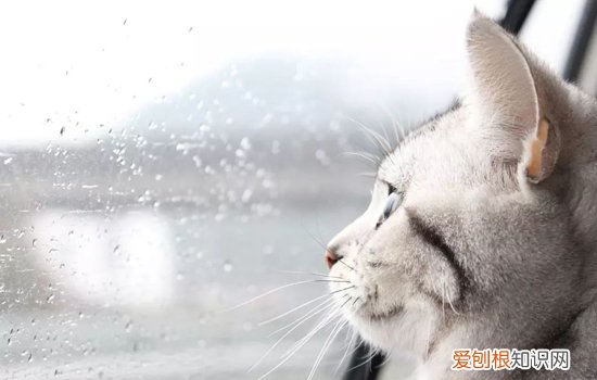猫拉稀很臭还黄黄的,两个月猫拉稀很臭还黄黄的,猫拉稀很臭还黄黄的精神正常