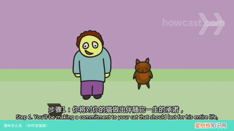 如何选猫猫 猫咪怎么选