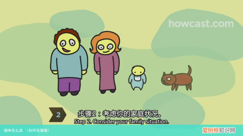 如何选猫猫 猫咪怎么选