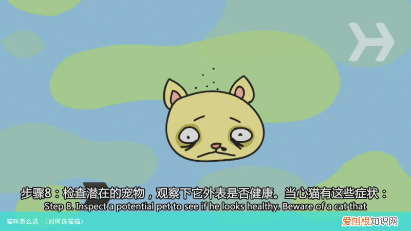 如何选猫猫 猫咪怎么选