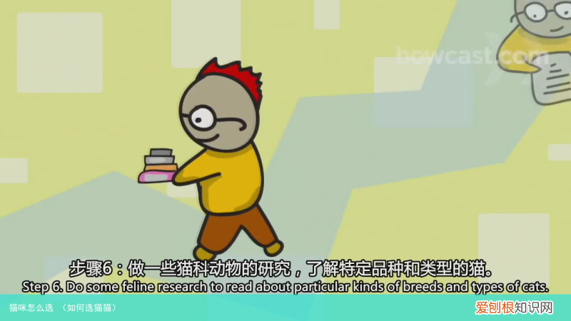 如何选猫猫 猫咪怎么选