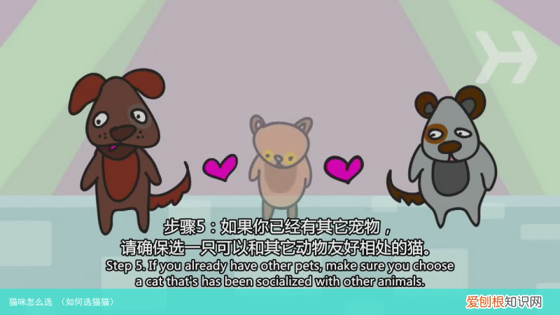 如何选猫猫 猫咪怎么选