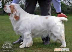 怎么训练西班牙小猎犬接飞盘，西班牙小猎犬接飞盘训练，边境牧羊犬接飞盘训练